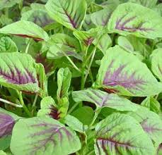 We did not find results for: Edible Amaranth Red Stripe Leaf Organic Vegetable Seeds Amaranth Grow Organic