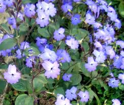 Image result for Browallia americana