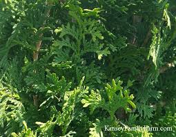 A wide variety of landscape privacy screens options are available to you, such as metal, plastic. Large Privacy Screen Plant Ideas Trees Kinsey Family Farm