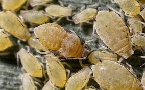 Image result for Microcharis asparagoides