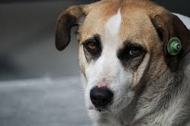First time looking for a removal company and not sure where to start? Dog Poop Removal Service In Royal Oak Michigan Pet Waste Removal