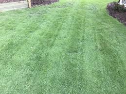 Zoysia grass is a popular warm season grass that provides a thick turf. Zeon Zoysia Lateral Spread The Lawn Forum