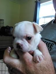 Americanlisted has classifieds in tampa, florida for dogs and cats. Boston Terrier Puppies For Sale Tampa Fl 146589