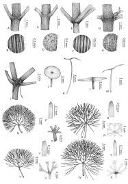 Image result for Cabombaceae