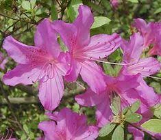Rhododendron Sherwoodii Azaleas Rhododendron Purple Flowers