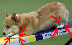 Pin On Dogs And Puppies