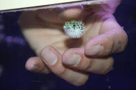 Tumba La Casa Mami Tinypuffer Baby Porcupine Puffer Little And