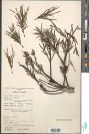 Image result for Afrocarpus usambarensis