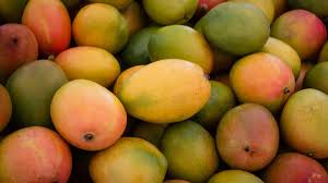 Yesterday every creature in the world has seen it. Bbc Radio 4 Radio 4 In Four 13 Juicy Facts About Mangoes