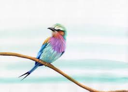 Lilac Breasted Roller For Tattoo Lilac Breasted Roller Bird Illustration Print Animal Paintings