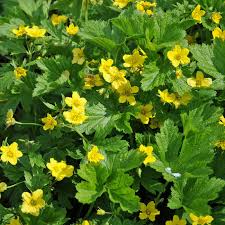 Golderdbeere Bodendecker Par Excellence Pflanzen Bodendecker Fruhlingsgarten