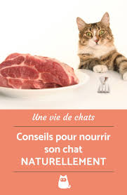 Comment Nourrir Son Chat Naturellement Tout Savoir Nourriture Chat Alimentation Chat Sante Des Chats