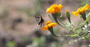 At home in zones three through eight, hollyhocks consist of several flowering plants that butterflies seem to love. Butterfly Parks Help In Increasing Awareness But Not In Conservation Say Experts