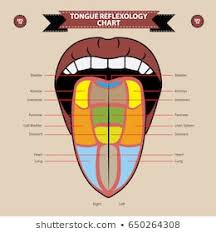 Anatomy Of Tongue Stock Vectors Images Vector Art