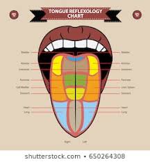 tongue anatomy images stock photos vectors shutterstock