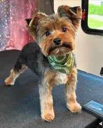 Image result for yorkshire haircut