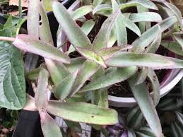 Image result for Coleotrype natalensis