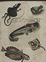 Read all poems of laura appleton and infos about laura appleton. Children S Literature Digitized Print Materials Rare Book And Special Collections Division Library Of Congress