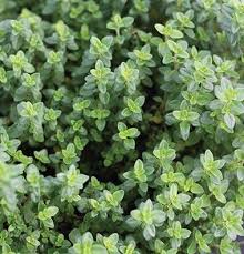 Check spelling or type a new query. Lemon Thyme Oregano Plant Perennial Herbs Ground Cover Seeds