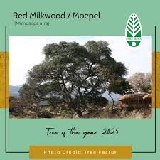 Image result for Mimusops afra