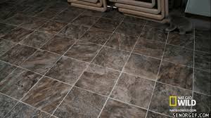 Baby running away gifs | tenor good tenor.com. Running Baby Koala Nuff Said Gif On Imgur