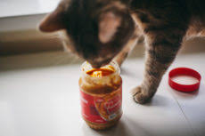 Although, there are some big exceptions, and there's not really any nutritional reason why. Can Cats Eat Peanuts Are They Bad For Cats Can Cats Be Allergic