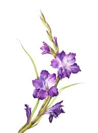 Gladiolus Flower On Behance Birth Flower Tattoos Gladiolus Flower Flower Drawing