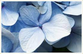 Flowers and butterfly, blue hydrangeas and white irises. 30 Types Of Blue Flowers Ftd Com