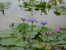 Image result for Nymphaea maculata