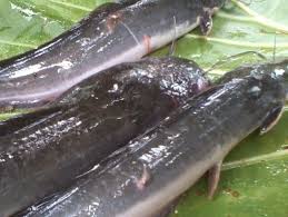 Patin masih berkerabat dengan lele. Jenis Penyakit Budidaya Ikan Lele Dan Cara Mengobatinya