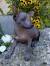 Chinese Crested Xoloitzcuintli Mexican Hairless Dog
