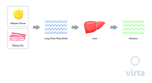 Keto can be hard on the liver because it is primarily the liver that metabolizes fat for energy. Ketones And Nutritional Ketosis Basic Terms And Concepts