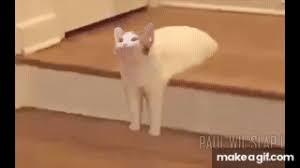 A lot of funny things happen in their lives. Pop Cat Meme Compilation Popcat Best Dank Memes On Make A Gif