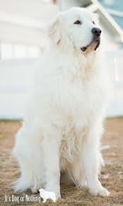 148 it was fully recognised by the fédération cynologique internationale in 1963. Great Pyrenees Info A Beginner S Guide It S Dog Or Nothing
