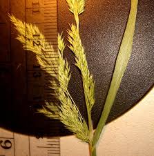 Image result for Agrostis epigejos