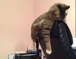 Selain ruhainies dan hisyam, drama itu turut dibintangi oleh chacha maembong, lia natalia, jasmin hamid dan farhan asri. 34 Foto Ini Buktikan Yang Kucing Boleh Tidur Di Mana Mana Saja