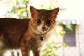 We did not find results for: Contest Kucing Paling Comel Aryl Je Travel Livestyle Photography