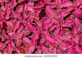Image result for Coleus rhodesianum