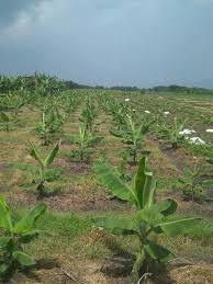 Cara baru tanam bonggol pisang agar cepat berbuah.selamat tanam pisang terbalik vs tanam pisang biasa apa yang ingin di buktikan #tanaman#pisang#terbalik tag, cara supaya. Jarak Tanam Pisang Yang Ideal Tips Petani