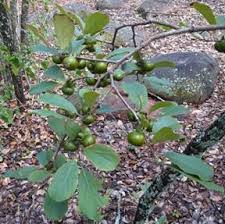 Image result for Diospyros squarrosa