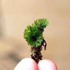 Image result for Crepidomanes