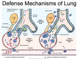 Lung Infections Flashcards Quizlet