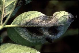 phytophthora viticola ile ilgili gÃ¶rsel sonucu