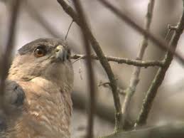 Juveniles are brown above and. Cooper S Hawk Identification All About Birds Cornell Lab Of Ornithology