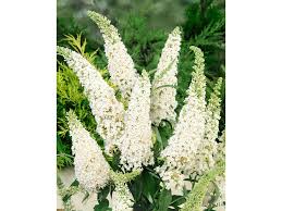 Image result for Komule empire blue