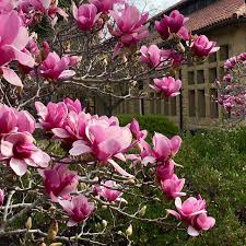 It is the only evergreen magnolia and typically grows to 60 to 80 feet tall with a pyramidal to rounded crown, a spread of 20 to 40 feet wide, and a trunk. Magnolia Soulangeana Saucer Magnolia Trees Of Stanford Environs