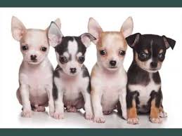 We did not find results for: Chihuahua Dogs Dog Breed Chihuahua Picture Collection Ideas Youtube