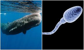 Paus sperma ( physeter macrocephalus ) adalah mamalia terbesar, hewan dengan gigi dan ukuran otak yang terbesar di dunia. Mengapa Adakah Ikan Paus Sperma Dipanggil Ikan Paus Sperma Guidesify Opinion