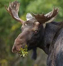 Ewww They Ate That 8 Gross Things Our Ancestors Ate Ancestry Blog Moose Bull Moose Moose Pictures