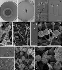 Image result for Marquesia acuminata